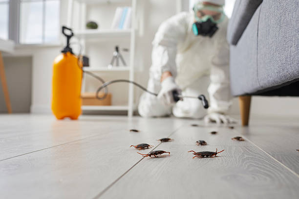 Commercial Rodent Management in Forsyth